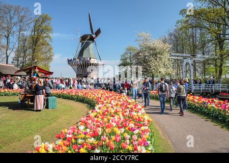 Keukenhof, Südholland, Niederlande Stockfoto