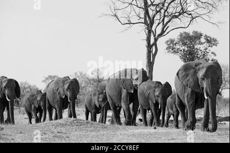 Elefantenreihe, die zu einem Wasserloch in Schwarz und Weiß mit anaturalem Hintergrund geht. Hwange-Nationalpark, Simbabwe Stockfoto