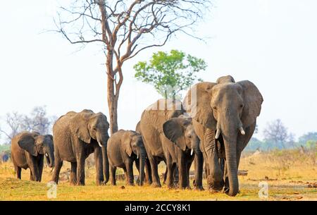 Elefantenherde in der Familie, die über die trockenen, zerklüfteten afrikanischen Ebenen im Hwange National Park in Simbabwe in Richtung Kamera geht Stockfoto