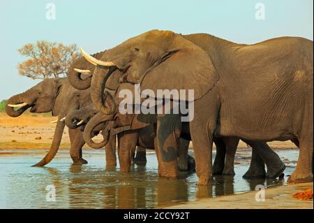 Elefanten stehen in einer geraden Linie mit Köpfen in einer Reihe und Stämme erhöht beim Trinken aus einem Wasserloch, Südafrika Stockfoto