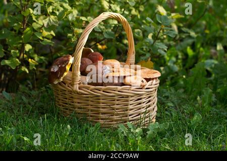 Nahaufnahme von frischen Waldpilzen in einem Korb auf Grün Gras Stockfoto