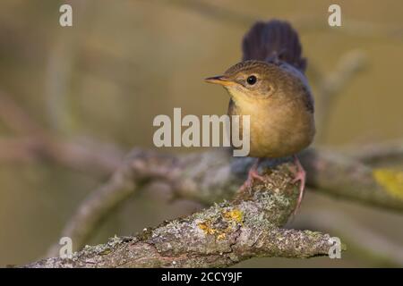 Im Spätsommer thront der Jungvogel (Locustella naevia naevia) in einem niedrigen Busch in Deutschland. Selten fotografiertes Gefieder. Stockfoto