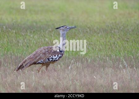 Kori bustard (Ardeotis kori), Erwachsene, Wandern im hohen Gras, Nahrungssuche, Kgalagadi Transfrontier Park, Nordkap, Südafrika, Afrika Stockfoto