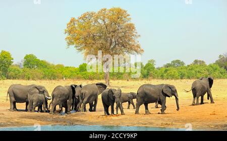 Große Herde von Elefanten, die von einem Wasserloch in den Busch laufen, Hwange National Park, Simbabwe Stockfoto