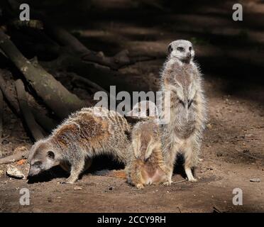 Stamm der Erdmännchen in kleinen Wildpark auf öffentliche Sicht. Stockfoto