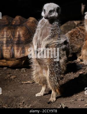 Stamm der Erdmännchen in kleinen Wildpark auf öffentliche Sicht. Stockfoto