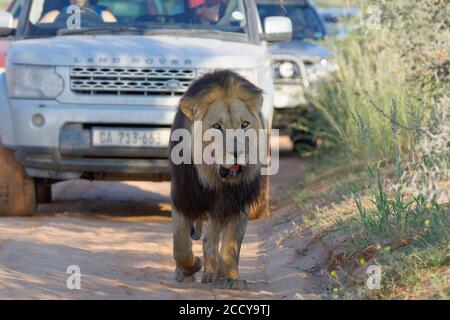 Schwarzer Löwe (Panthera leo melanochaita), alter Mann, der auf der Straße geht, gefolgt von Autos, Kgalagadi Transfrontier Park, Nordkap, Südafrika Stockfoto