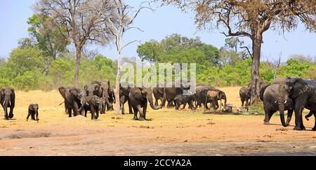 Große Herde afrikanischer Elefanten (Loxodonta Africana), die aus dem Busch über die trockene Savanne des gelben Grases wandern. Es ist die Trockenzeit und der el Stockfoto