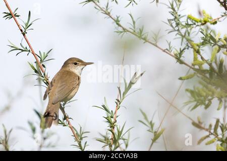 Erwachsener Großschnabelsänger (Acrocephalus orinus) in Tadschikistan. Eine der am wenigsten bekannten Vogelarten der Welt. Stockfoto