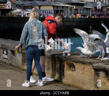 Pärchen, die von Möwen am Meer umgebracht werden. Stockfoto