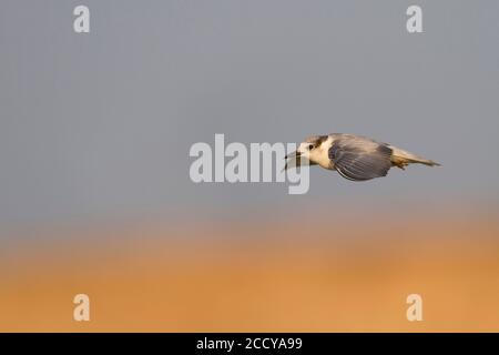 Whiskered Tern (Chlidonias hybridus) Erwachsene Winter im Flug Stockfoto