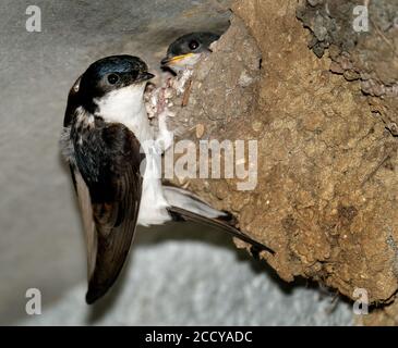 Haus Martin Fütterung jung im Schlamm Nest unter Eben des Gebäudes. Stockfoto