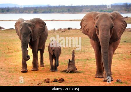 Kleine Familie Herde von afrikanischen Elefanten in Richtung Kamera mit See Kariba im Hintergrund, Matusadona National Park, Simbabwe Stockfoto