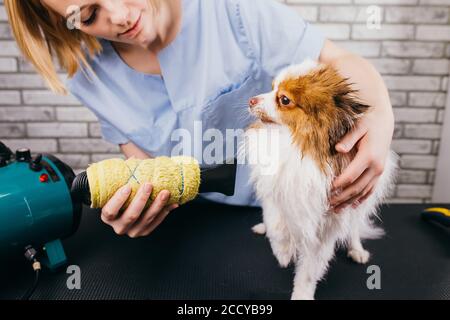 Schöne kleine Haustier sitzen auf Wolle trocknen, Pflege Verfahren im Salon. Sorgfältige Pflege Griff mit Haustiertier, trocknet seine Wolle vor dem Schneiden Stockfoto
