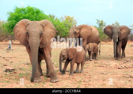 Familie Herde von Elefanten mit Kälbern stehen an der üppigen Küste des Lake Kariba im Matusadona National Park, Simbabwe Stockfoto