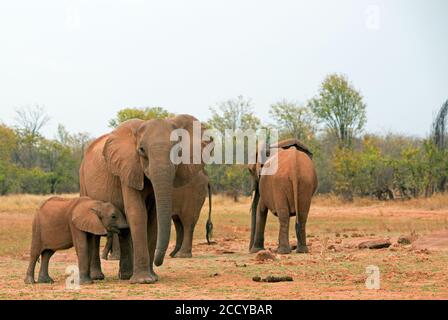 Kleine Herde afrikanischer Elefanten auf der grünen Savanne im Matusadona National Park, Simbabwe Stockfoto