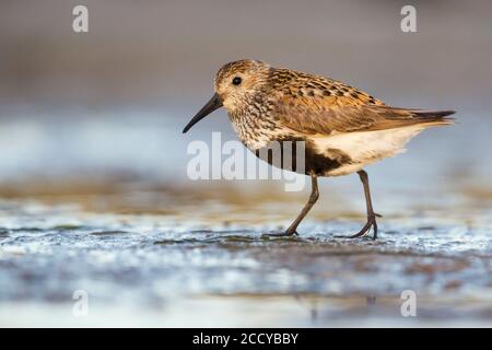 Ausgewachsener Dunlin (Calidris alpina) im Zuchtgefieder beim Wandern auf Schlammflatten im Wattenmeer Deutschlands. Stockfoto