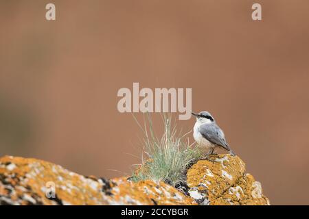 Eastern Rock Nuthatch (Sitta tephronata tephronata) in Tadschikistan. Erwachsener steht auf einem Felsen vor einem rotbraunen Hintergrund. Stockfoto