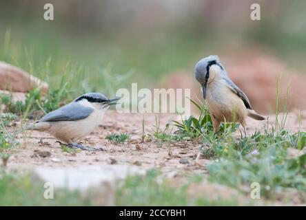 Eastern Rock Nuthatch (Sitta tephronata tephronata) in Tadschikistan. Erwachsene und bettelnde Jugendliche stehen auf dem Boden. Stockfoto