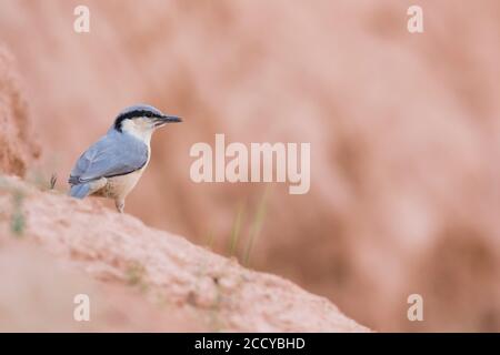 Eastern Rock Nuthatch (Sitta tephronata tephronata) in Tadschikistan. Auf einem Felsen stehend, nach möglichen Gefahren Ausschau halten. Stockfoto