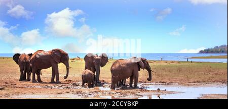 Kleine Familie Herde von Elefanten stehen am Ufer des Lake Kariba im Matusadona National Park, Simbabwe Stockfoto