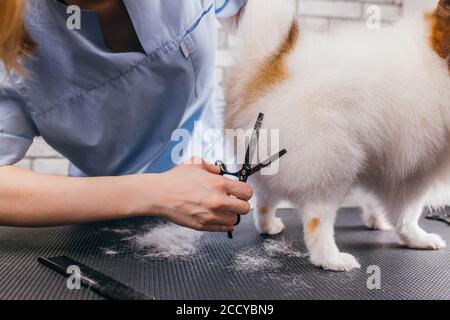 Hündin Haustier Groomer Frisur spitz Hund auf dem Tisch für die Pflege im Schönheitssalon für Hunde. Professionelle Groomer Griff mit Hund mit Schere, Schönheit p Stockfoto