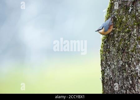 Europäische Nuthatch (Sitta europaea caesia) in Deutschland. Auf dem Kopf an einem Baum festklammern. Stockfoto