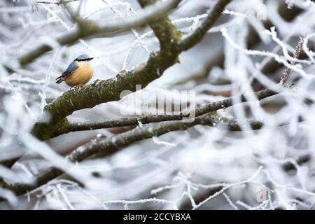 Europäische Nuthatch (Sitta europaea caesia) in Deutschland. Sitzen in frostbedeckten Baum. Stockfoto