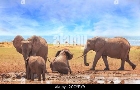 Familie Herde von Elefanten genießen ein Schlammbad, mit See Kariba im Hintergrund vor einem hellblauen bewölkten Himmel. Matusadona National Park, Simbabwe, S Stockfoto