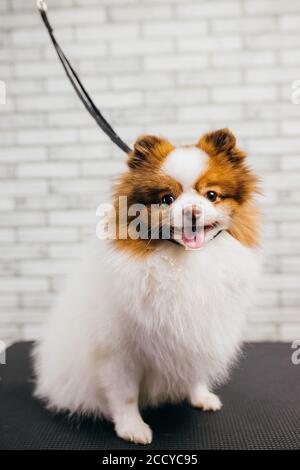 Schöne und niedliche Welpen spitz sitzen im Pflegesalon, kleine Haustiere genießen Haarschnitt und Pflege ihrer Haare in Pflegesalon von prof Stockfoto