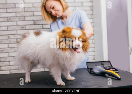 Schöne kleine Haustier spitz ruhig gehen durch Haarschnitt in Pflegesalon. Professionelle Groomer vorsichtig mit Hund zu behandeln Stockfoto