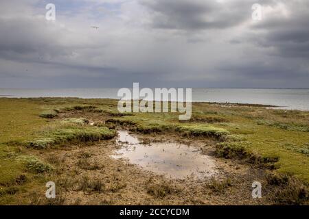 Saltmarschen unter bewölkten Bedingungen auf der friesischen Insel Ameland Stockfoto