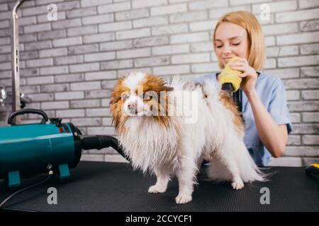 Junge kaukasische professionelle Pistenraupe liebt ihren Job mit Haustieren verbunden, sie kümmert sich, Haare schneiden, waschen und ordentlich Aussehen des Hundes. Professionelle Pflege o Stockfoto