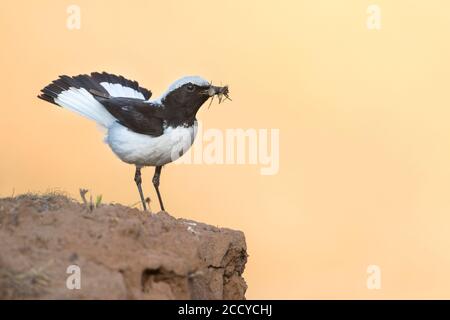 Finsch's Wheatear (Oenanthe finschii) Erwachsene Männchen auf einem Felsen mit Essen thront Stockfoto