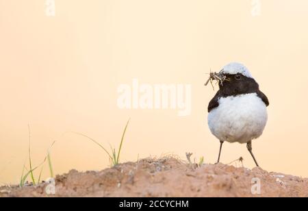 Finsch's Wheatear (Oenanthe finschii) Erwachsene Männchen auf einem Felsen mit Essen thront Stockfoto