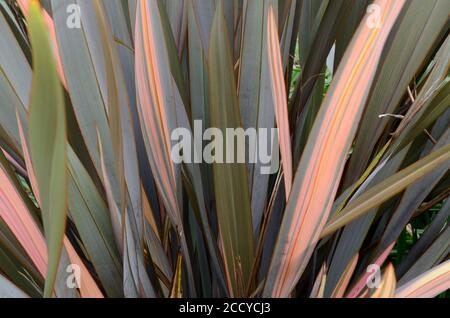 Phormiium Narr Flachslilie immergrüne Staude mit langen linearen rosa Und grüne Blätter Stockfoto