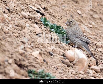 Große Rosefinch (Carpodacus rubicilla) adulte Weibchen zwischen Felsen Stockfoto