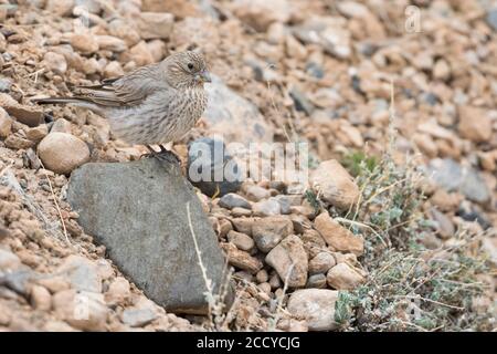 Große Rosefinch (Carpodacus rubicilla) adulte Weibchen zwischen Felsen Stockfoto