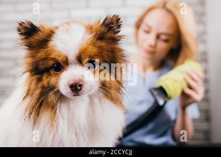 Professionelle Pistengriff mit schönen Haustier im Salon. Pflege von Hunden, Haustieren, Haustiere, Wolle trocknen nach der Dusche Stockfoto