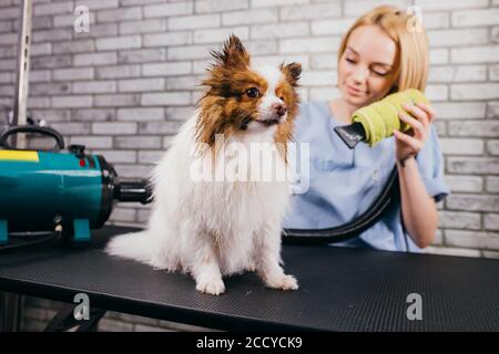 Schöne niedliche kleine Haustier spitz Liebe Schönheit Verfahren in Pflege Salon. Liebenswert Haustier erhalten Wolle Trocknen von professionellen Meister der Pflege Stockfoto