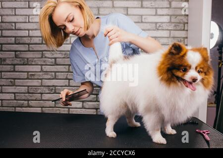 Professionelle Pflege für ein Haustier spitz Hund in einem spezialisierten Pflegesalon. Weibliche Pflegerin halten Werkzeuge in den Händen. Pflege, Haustiere, Haustiere, Haare geschnitten Stockfoto