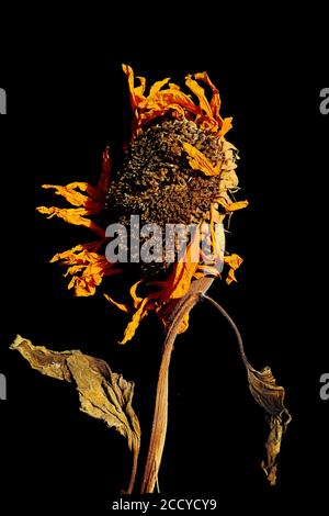 Verwelkt Sonnenblume auf schwarzem Hintergrund Stockfoto