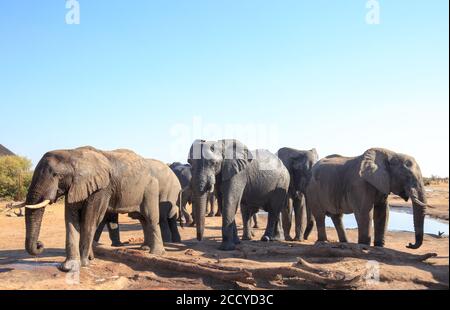 Herde afrikanischer Elefanten besuchen das Camp, um sich zu entspannen und einen Drink in der Mittagssonne zu nehmen, mit einem hellblauen klaren Himmel, Nehimba, Hwange National Park, Z Stockfoto