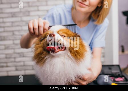 Junge kaukasische professionelle Pistenraupe liebt ihren Job mit Haustieren verbunden, sie kümmert sich, Haare schneiden, waschen und ordentlich Aussehen des Hundes. Professionelle Pflege o Stockfoto