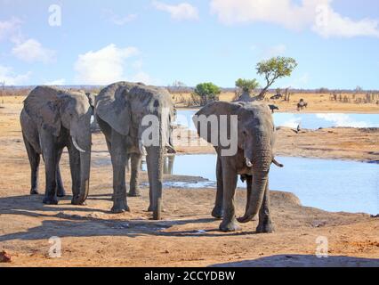 Nahaufnahme einer kleinen Herde von Elefanten, die entspannt neben einem kleinen Wasserloch mit Büffeln in der Ferne stehen. Nehimba, Hwange National Park, Simbabwe Stockfoto