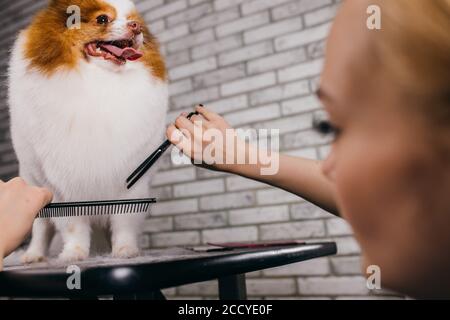 Kämmen und Schneiden überwucherte Haare des kleinen Hundes spitz im Pflegesalon. Professionelle Pflege in Pflege Tierarzt Salon. Tiere, Haustiere, Pflege Konzept Stockfoto