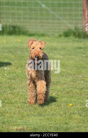 Airedale Terrier im Garten Stockfoto