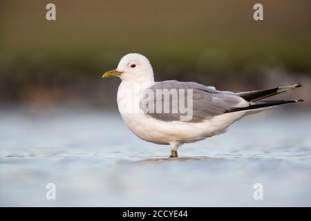 Erwachsene Möwe (Larus canus canus) in Deutschland. Im flachen Wasser stehen. Stockfoto