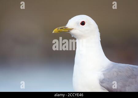 Erwachsene Möwe (Larus canus canus) in Deutschland. Stockfoto