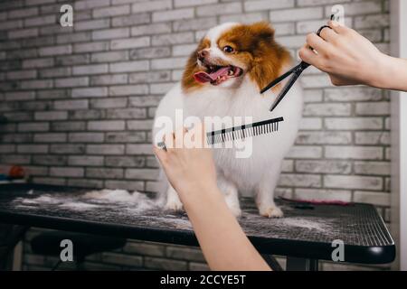 Professionelle kaukasische Groomer scheren und Kämmen die Hundehaare. Nette schöne Welpen spitz wurde auf Pflege gebracht, weil sie begann sehr viel zu mausern. Stockfoto